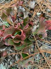 Sarracenia purpurea venosa