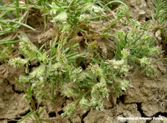 Pteranthus dichotomus