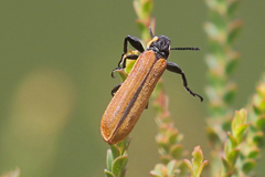 Rhinotia haemoptera