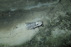 Zeuzera multistrigata