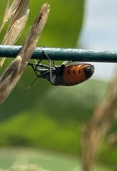 Lygaeus kalmii