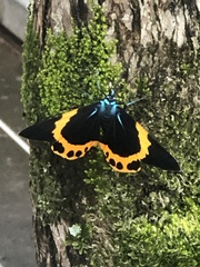 Milionia zonea pryeri