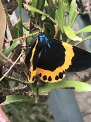 Milionia zonea pryeri