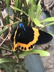 Milionia zonea pryeri