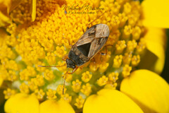 Trapezonotus ullrichi