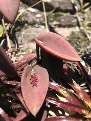 Acianthera prolifera