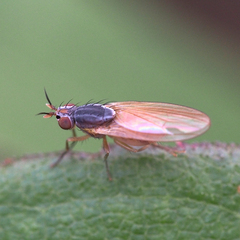 Lauxaniidae
