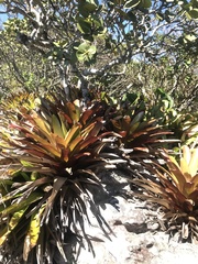 Vriesea