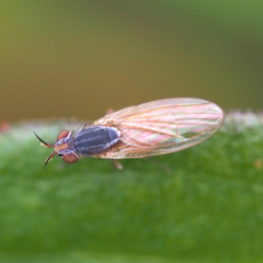 Lauxaniidae