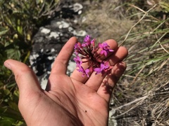 Epidendrum secundum