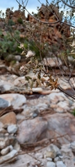 Phylica nervosa
