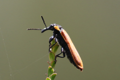 Rhinotia haemoptera