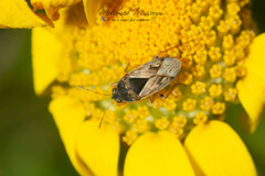 Trapezonotus ullrichi