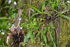 Stelis ophioglossoides