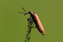 Rhinotia haemoptera