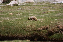 Marmota himalayana