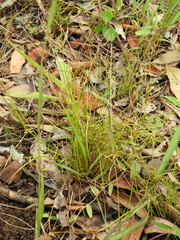 Cyperus gracilis
