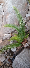 Blechnum punctulatum