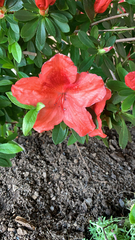 Rhododendron indicum