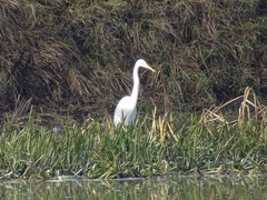Ardea alba