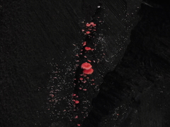 Mycena roseilignicola