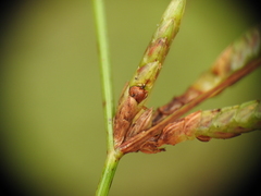 Cyperus gracilis