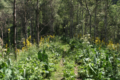 Ligularia heterophylla