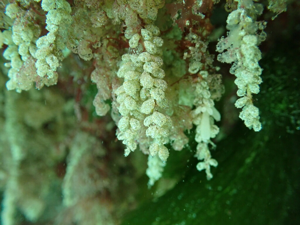 Perophora hutchisoni