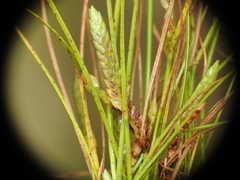 Cyperus gracilis