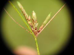 Cyperus gracilis