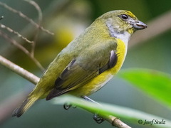 Euphonia minuta