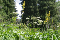 Ligularia heterophylla