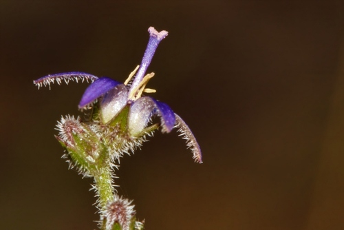 Wahlenbergia napiformis image