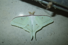 Actias gnoma