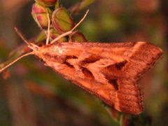 Diasemia accalis