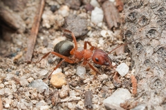 Formica aserva