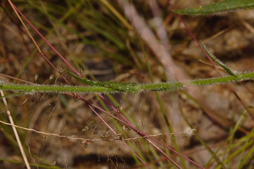 Wahlenbergia napiformis image