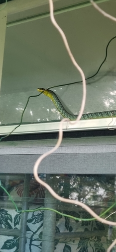 Common Tree Snake sighting