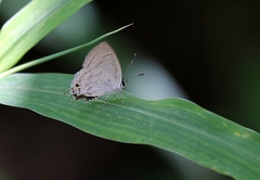 Sinthusa chandrana