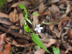 Pseuderanthemum variabile