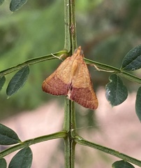 Endotricha pyrosalis