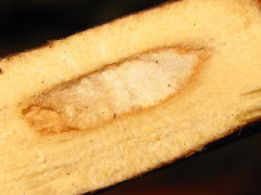 Perilla frutescens