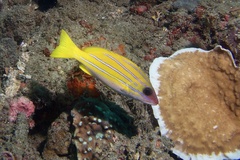 Lutjanus kasmira