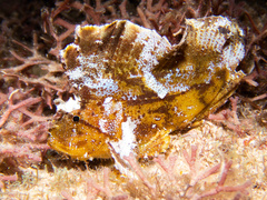 Taenianotus triacanthus