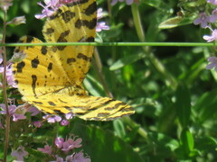 Pseudopanthera macularia