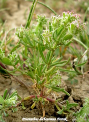 Pteranthus dichotomus