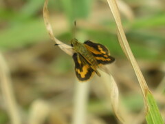 Ocybadistes walkeri sothis