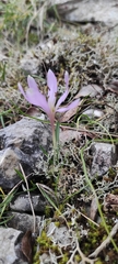 Colchicum hungaricum
