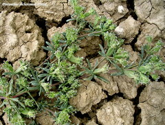 Pteranthus dichotomus