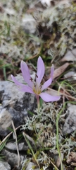 Colchicum hungaricum